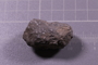 2021 Summer IMLS Ordovician Digitization Project. Sponge fossil