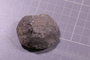 2021 Summer IMLS Ordovician Digitization Project. Sponge fossil