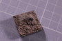 PE 24790 fossil