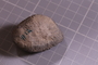 PE 24791 fossil
