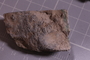 PE 24794 fossil2