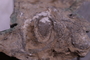 PE 24795 fossil2