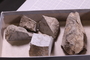 PE 24796 fossil