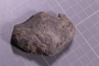 PE 24797 fossil