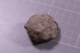 PE 24801 fossil