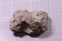 PE 24803 fossil