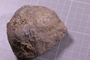 2021 Summer IMLS Ordovician Digitization Project. Sponge fossil