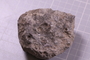 2021 Summer IMLS Ordovician Digitization Project. Sponge fossil