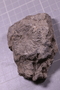 2021 Summer IMLS Ordovician Digitization Project. Sponge fossil