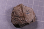 PE 24828 fossil