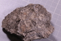 PE 24831 fossil