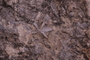 PE 24831 fossil2