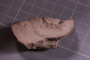 PE 24832 fossil