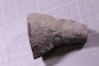 PE 24835 fossil2