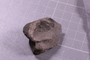 PE 24837 fossil2