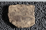 P 232 fossil