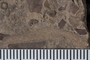 P 232 fossil2