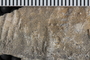 P 92008 fossil3