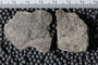 PE 18485 fossil