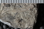 PE 18485 fossil3