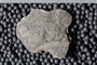 PE 18485 fossil4