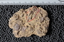 PE 25696 fossil