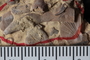 PE 25696 fossil2