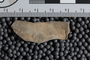 UC 1131 a fossil4