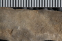 UC 1131 a fossil5