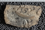 UC 1134 a fossil