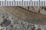 UC 1134 a fossil2