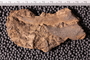 UC 1157 a fossil