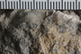 UC 1162 a fossil3