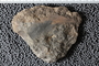 UC 1183 a fossil