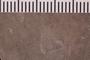 UC 12097 fossil3
