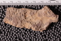 UC 1248 a fossil2