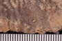 UC 1248 a fossil3