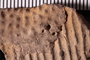 UC 1248 a fossil5