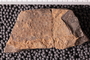 UC 17684 fossil