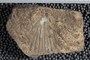UC 17686 fossil