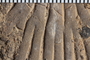 UC 17686 fossil2