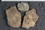 UC 17688 fossil