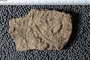 UC 17688 fossil2