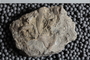 UC 17688 fossil4