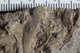UC 17688 fossil5