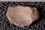 UC 17693 fossil2
