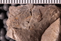 UC 17693 fossil5