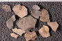 UC 17695 fossil