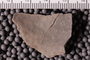 UC 17695 fossil2