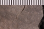 UC 17695 fossil3